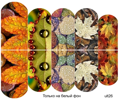 Слайдер-дизайн премиум, Осень, листья, растения ult26 - 1 